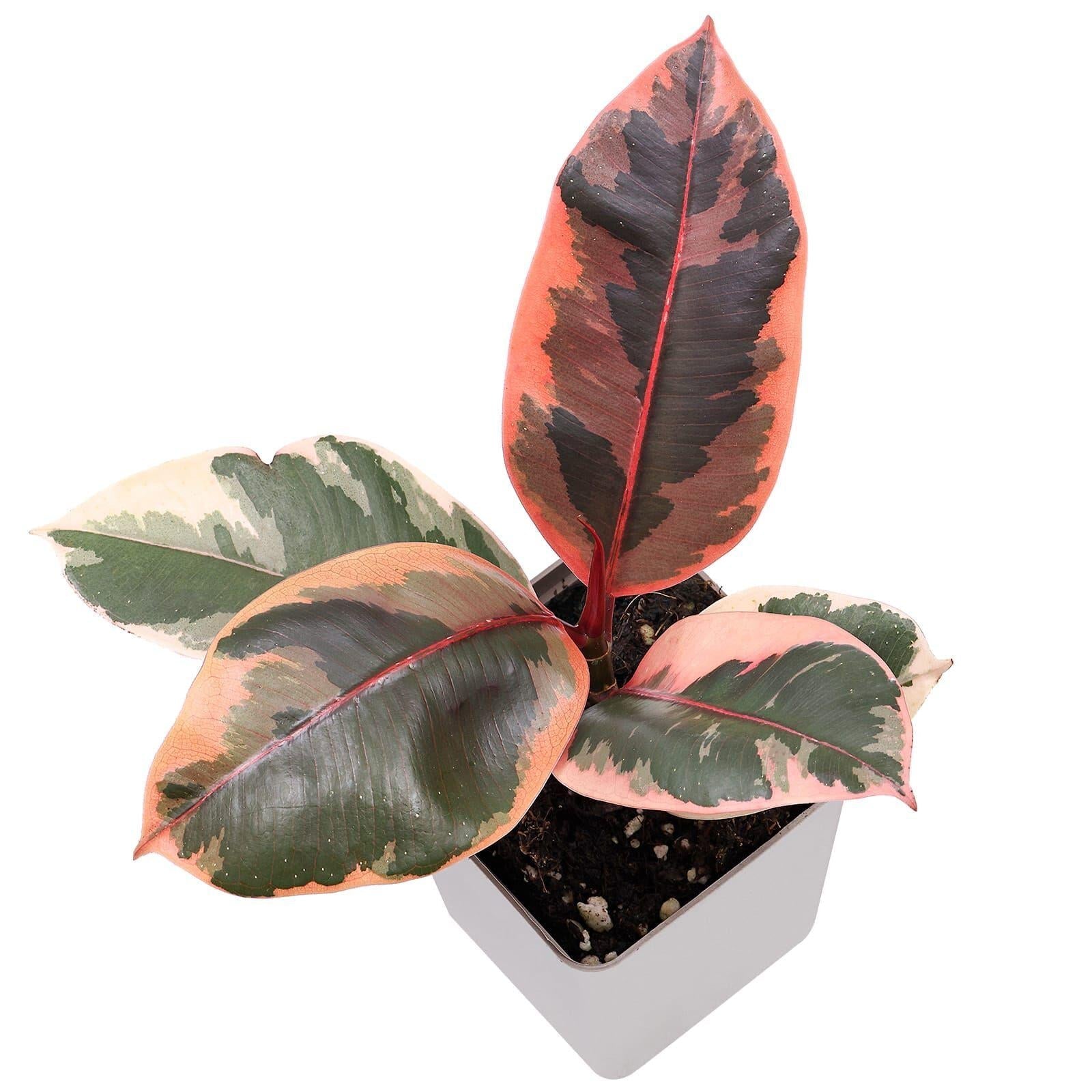 Ficus Elastica 'ruby' - View 25 from www redcrocus com