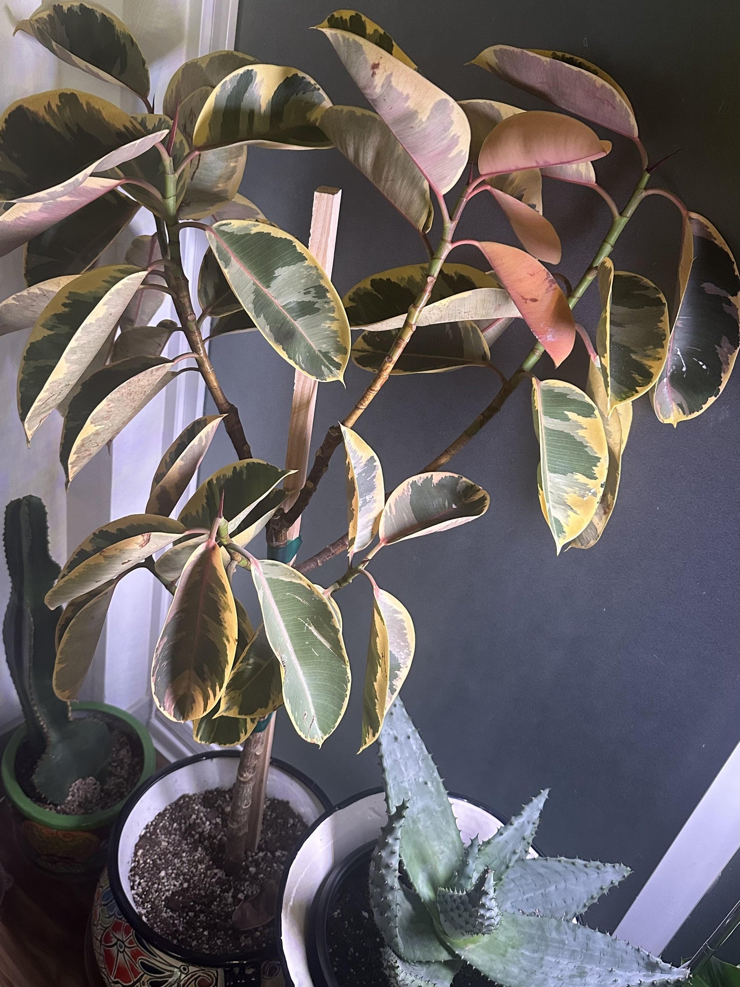 Ficus Elastica 'ruby' - View 27 from www redcrocus com