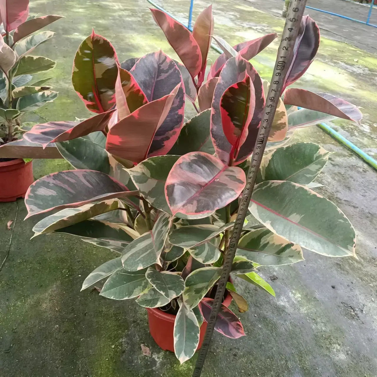 Ficus Elastica 'ruby' - View 28 from www redcrocus com