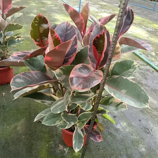 Ficus Elastica 'ruby' - View 29 from www redcrocus com