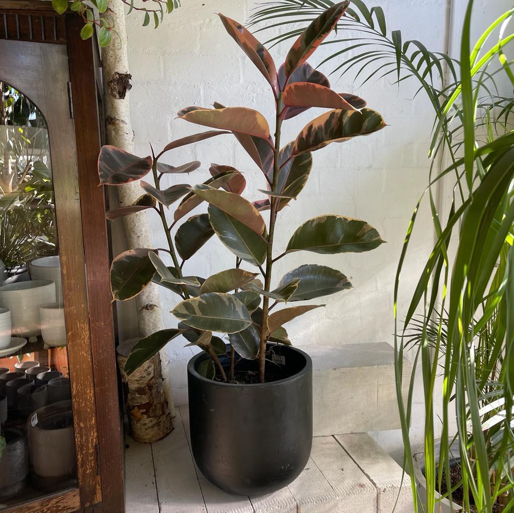 Ficus Elastica 'ruby' - View 30 from www redcrocus com