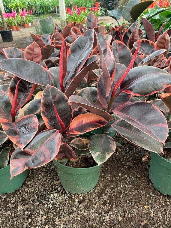 Ficus Elastica 'ruby' - View 31 from www redcrocus com