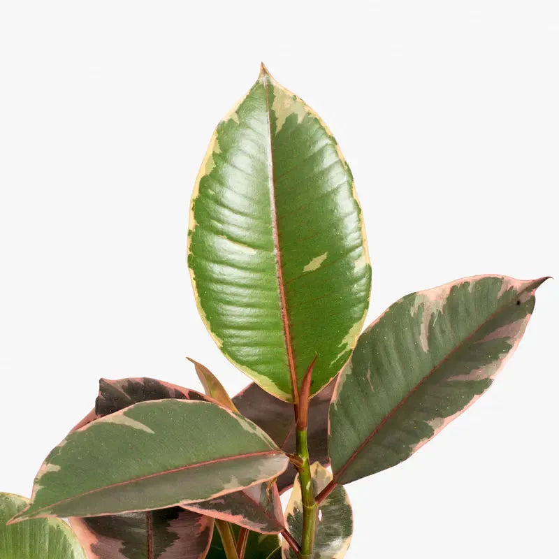 Ficus Elastica 'ruby' - View 32 from www redcrocus com
