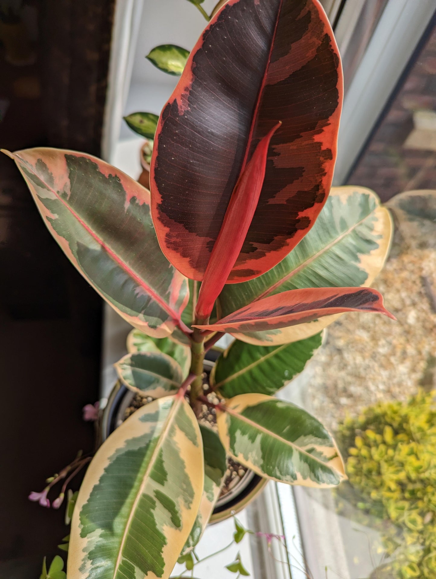 Ficus Elastica 'ruby' - View 34 from www redcrocus com
