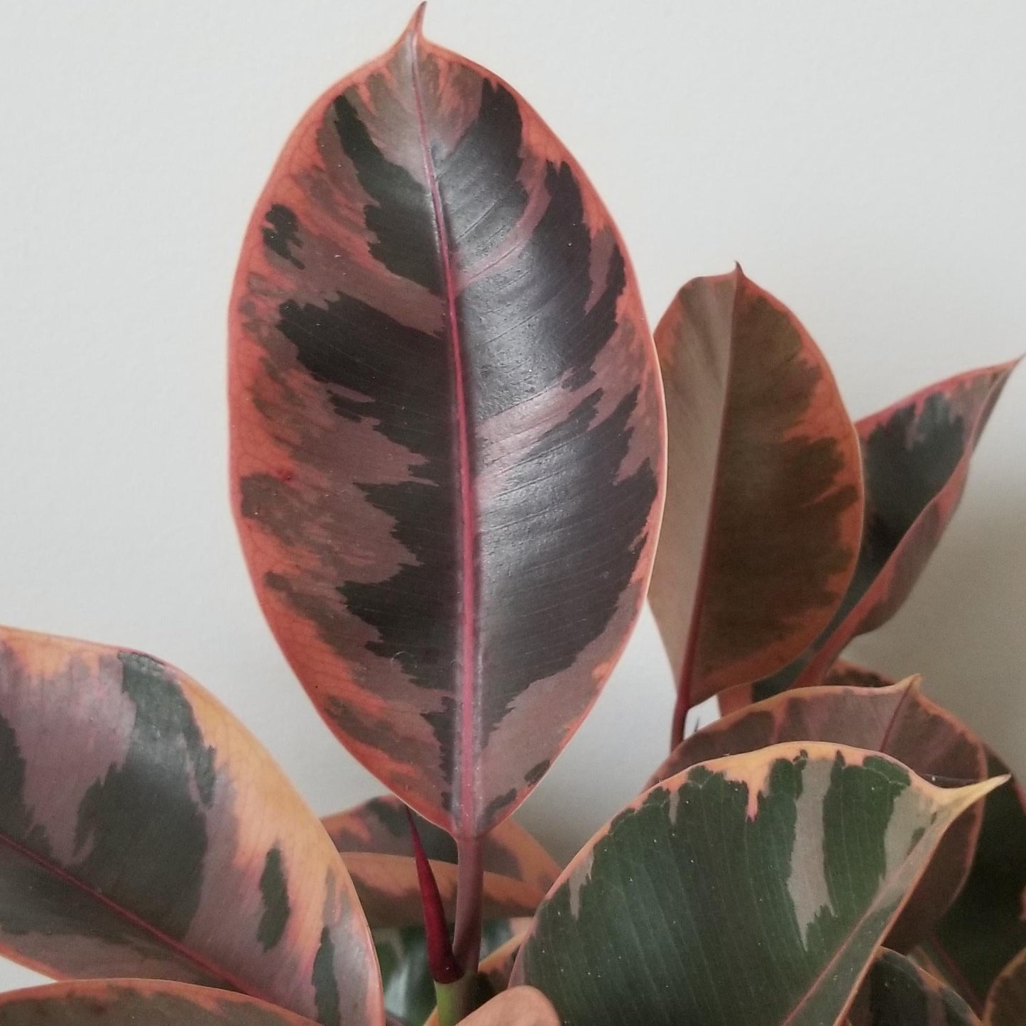Ficus Elastica 'ruby' - View 35 from www redcrocus com
