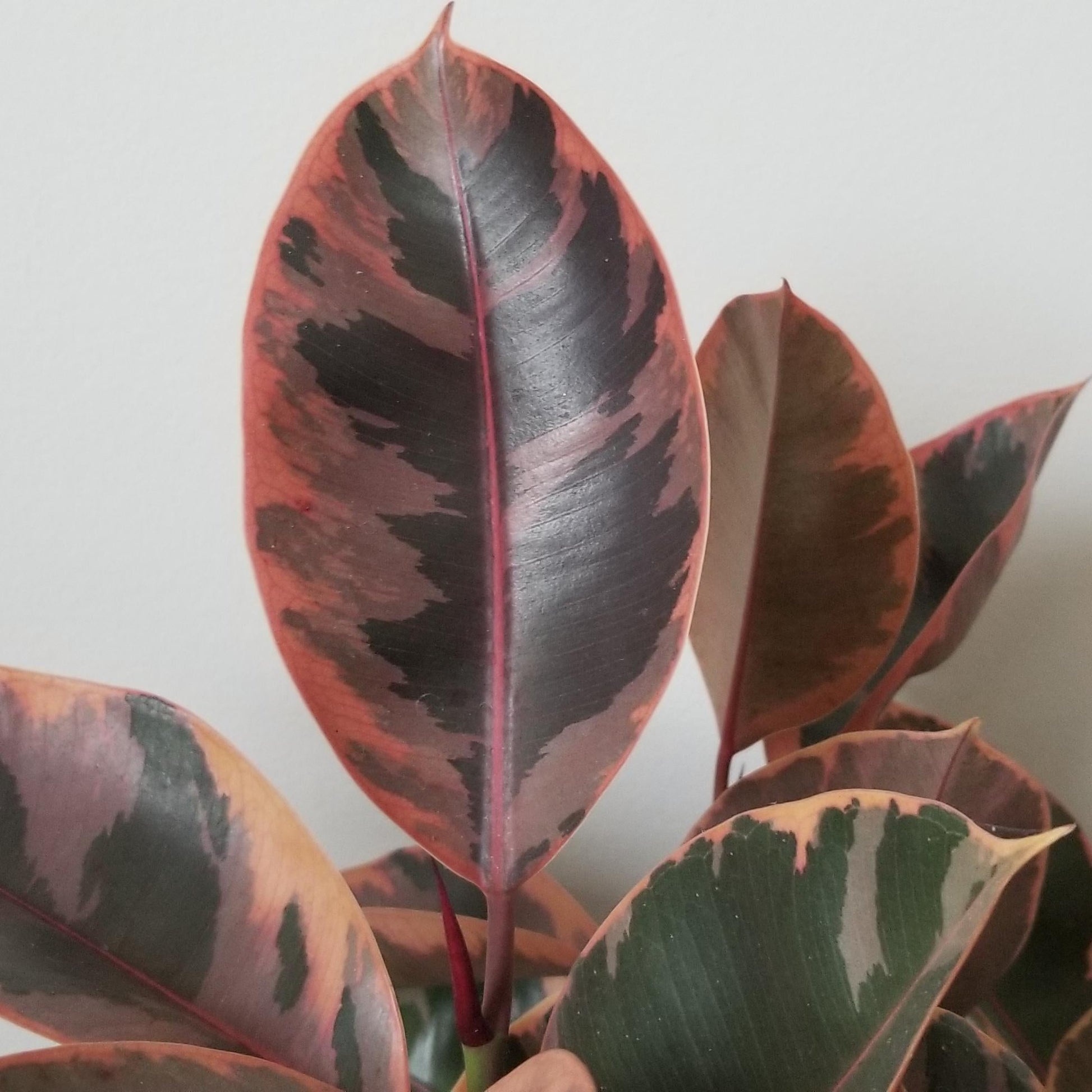 Ficus Elastica 'ruby' - View 35 from www redcrocus com