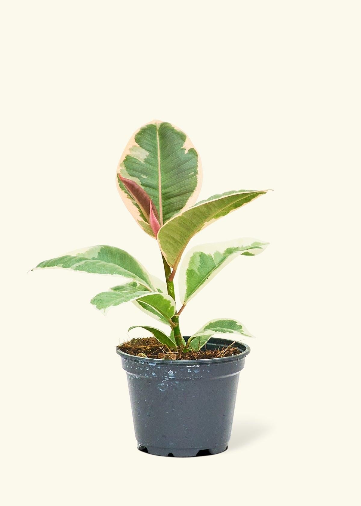 Ficus Elastica 'ruby' - View 36 from www redcrocus com