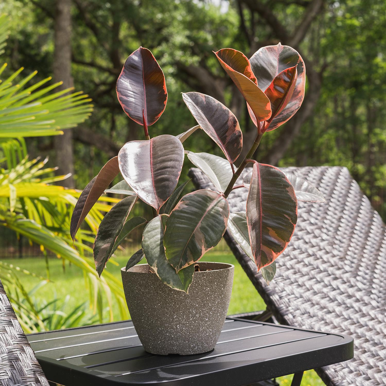 Ficus Elastica 'ruby' - View 37 from www redcrocus com