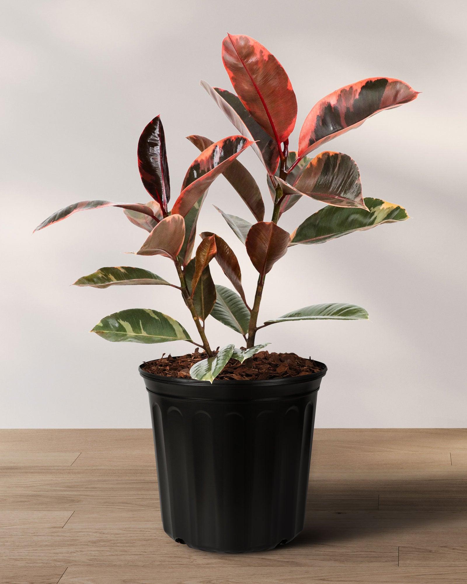 Ficus Elastica 'ruby' - View 39 from www redcrocus com