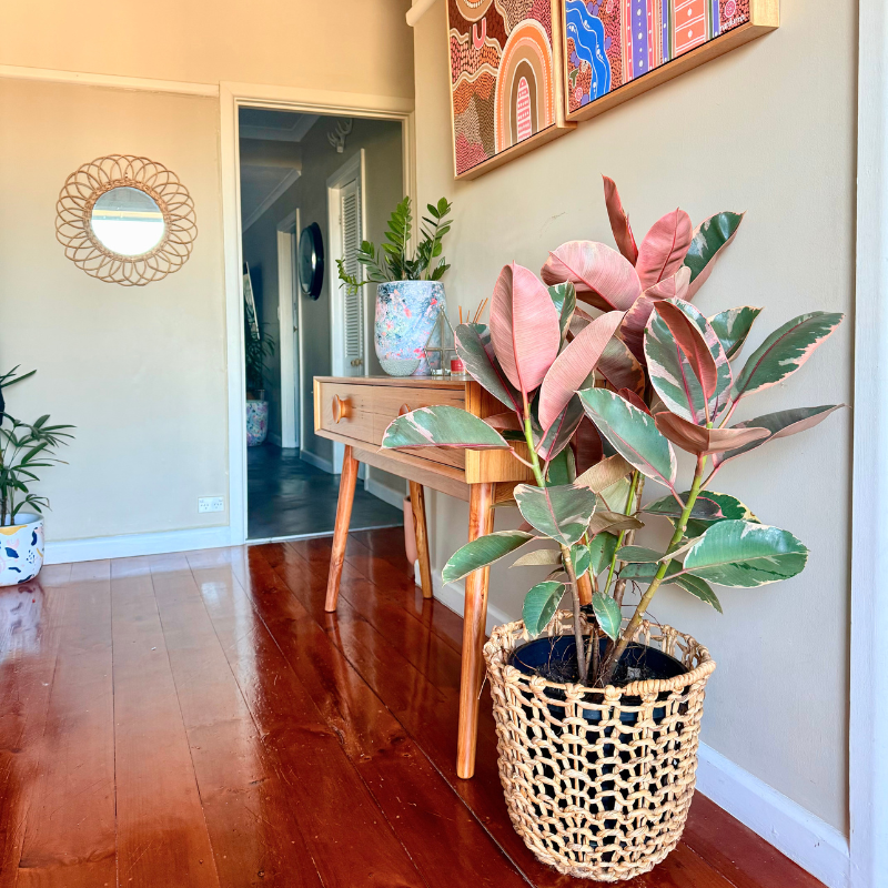 Ficus Elastica 'ruby' - View 3 from www redcrocus com