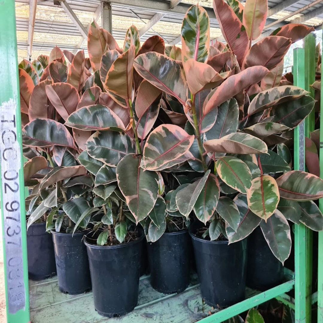 Ficus Elastica 'ruby' - View 40 from www redcrocus com