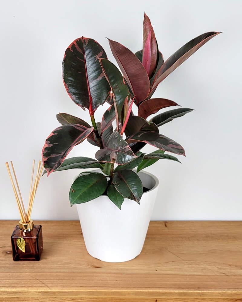 Ficus Elastica 'ruby' - View 4 from www redcrocus com