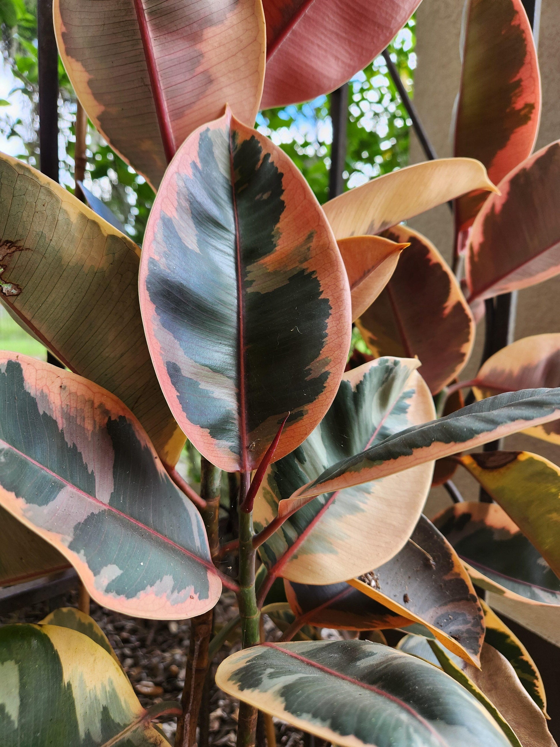 Ficus Elastica 'ruby' - View 5 from www redcrocus com