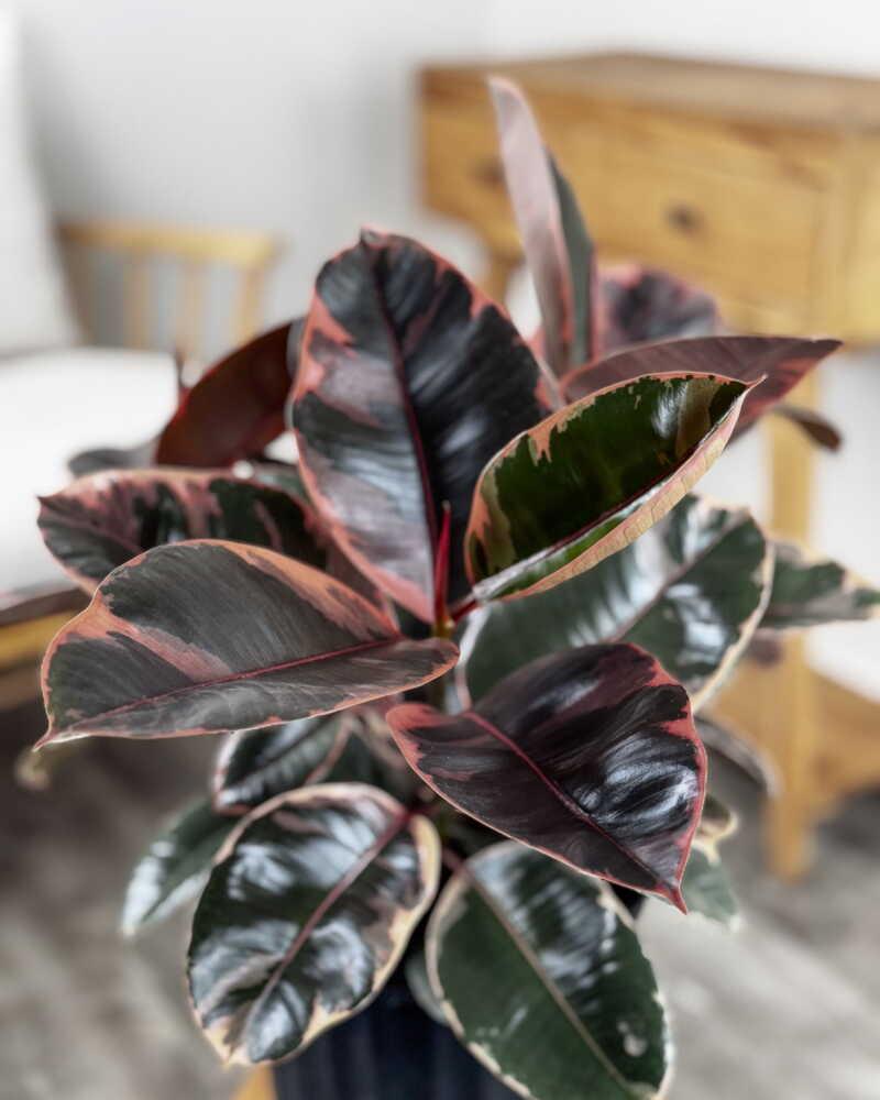 Ficus Elastica 'ruby' - View 6 from www redcrocus com