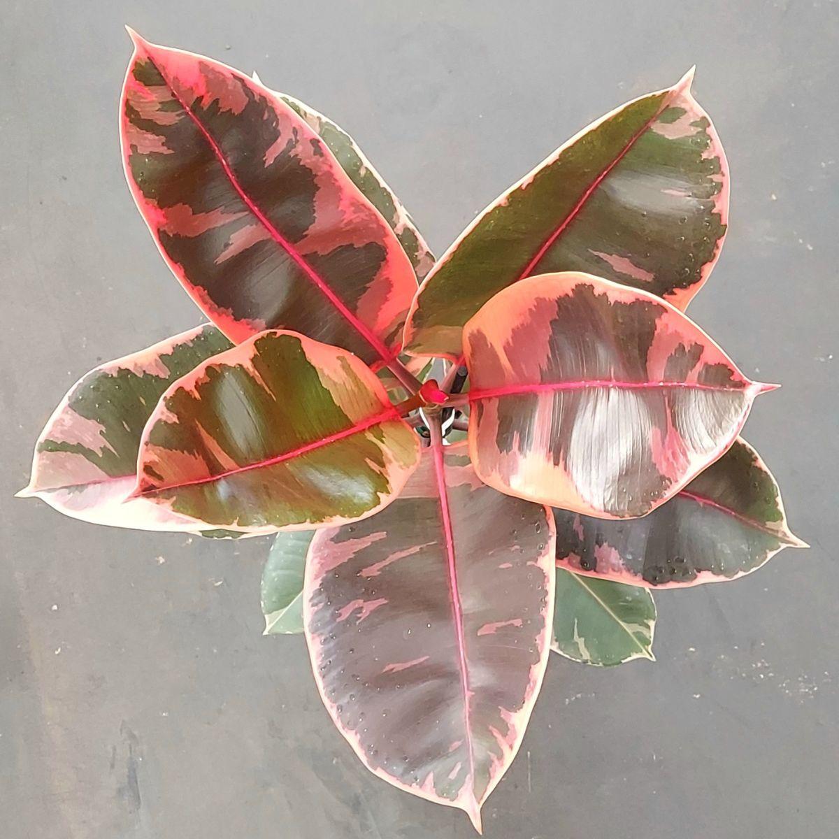 Ficus Elastica 'ruby' - View 7 from www redcrocus com