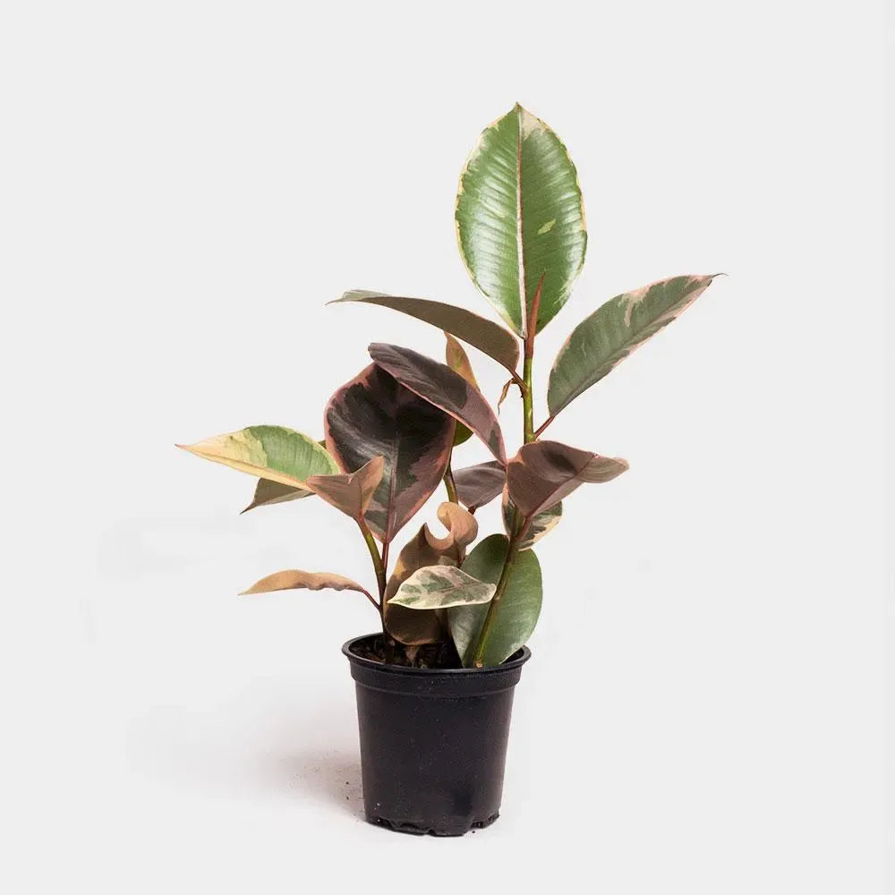 Ficus Elastica 'ruby' - View 8 from www redcrocus com