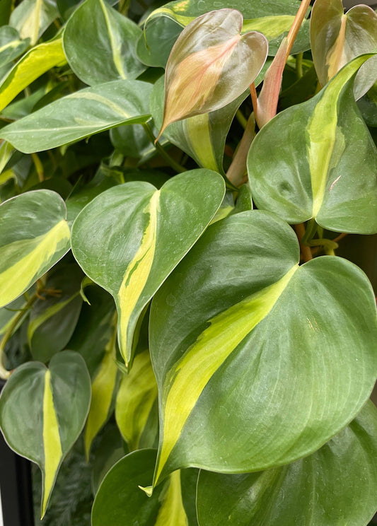 Philodendron Brasil - View 11 from www redcrocus com