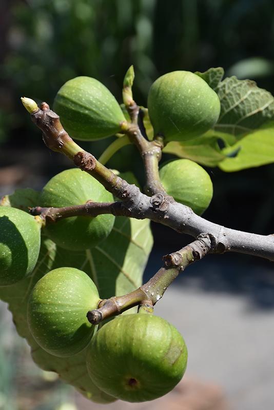 Ficus Carica Black Jack Standard - View 2 from www redcrocus com