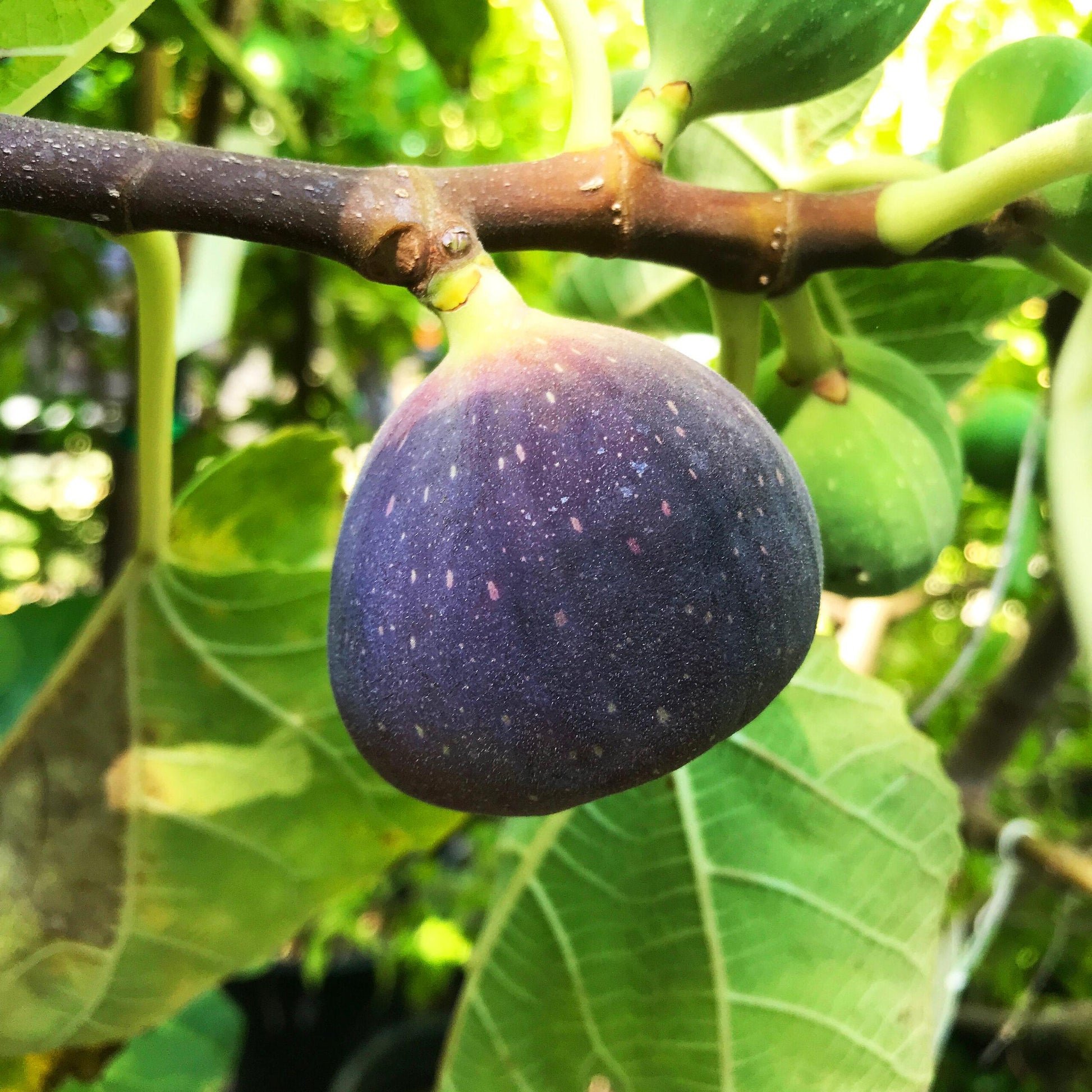 Ficus Carica Black Jack Standard - View 3 from www redcrocus com