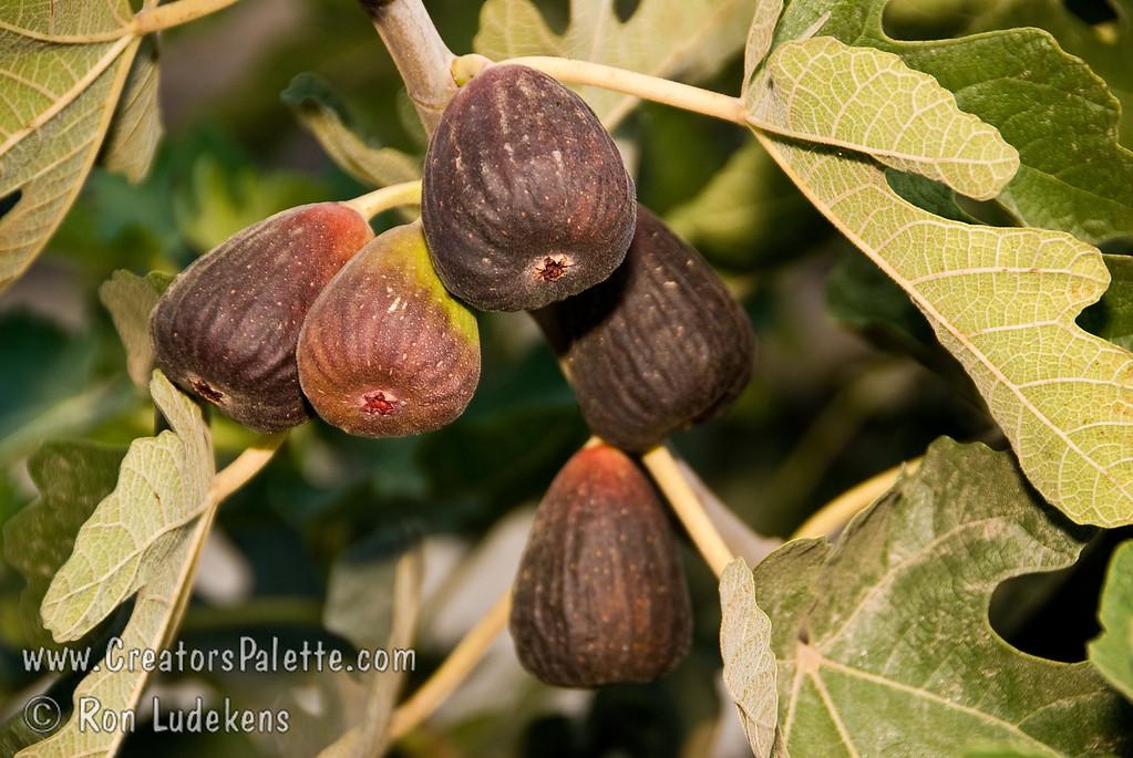 Ficus Carica Black Jack Standard - View 4 from www redcrocus com