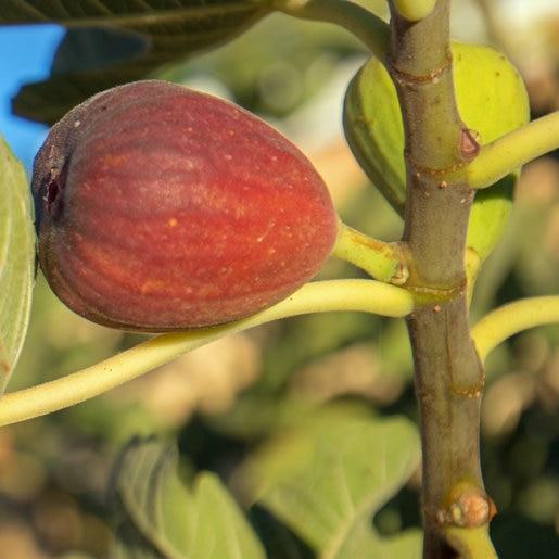 Ficus Carica Black Jack Standard - View 5 from www redcrocus com