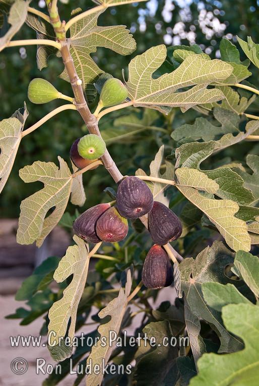 Ficus Carica Black Jack Standard - View 6 from www redcrocus com