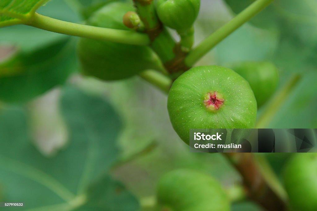 Ficus Carica Black Jack Standard - View 7 from www redcrocus com