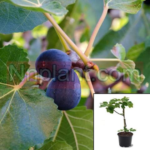 Ficus Carica Black Jack Standard - View 8 from www redcrocus com