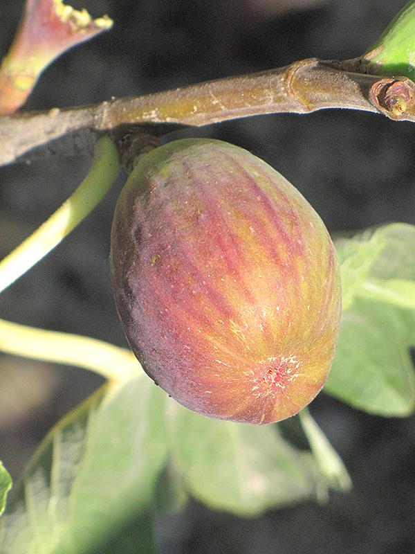 Ficus Carica Black Jack Standard - View 9 from www redcrocus com