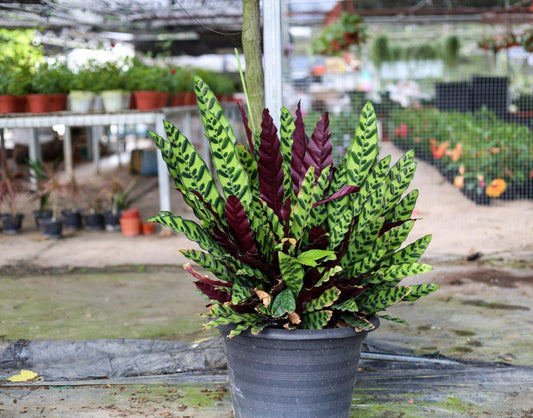Calathea Lancifolia - View 10 from www redcrocus com