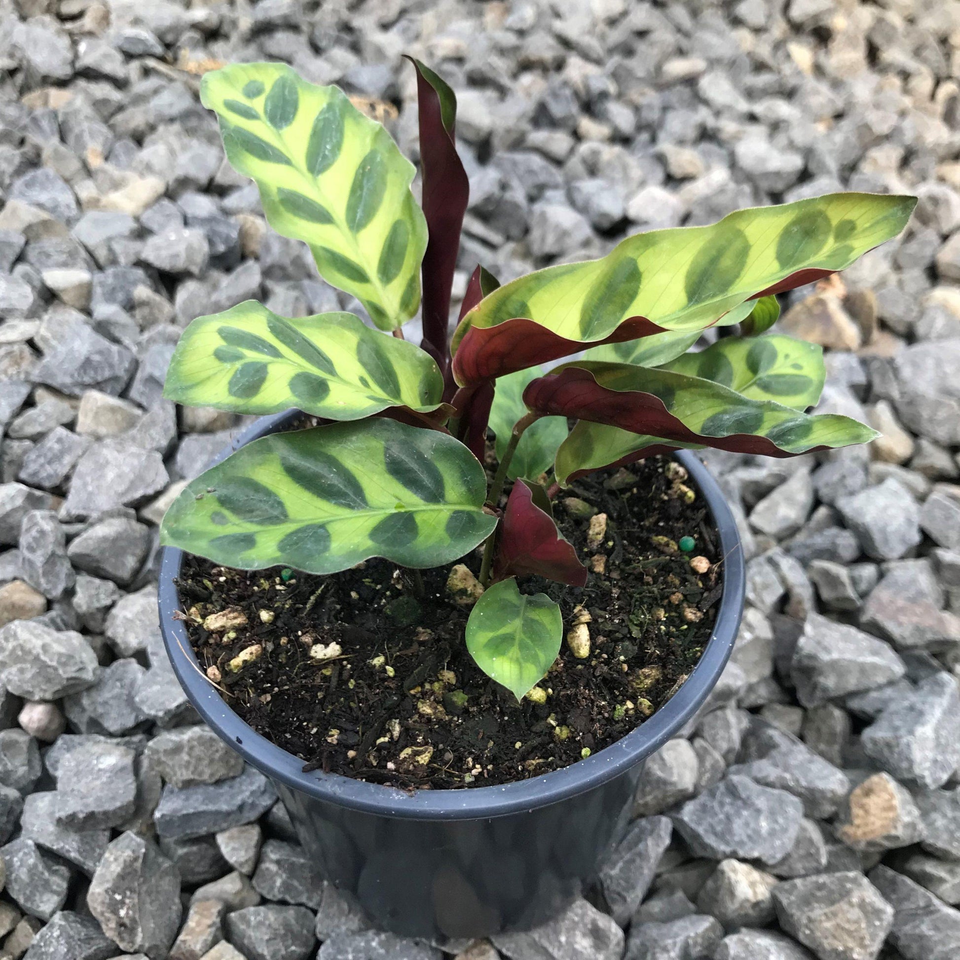Calathea Lancifolia - View 13 from www redcrocus com