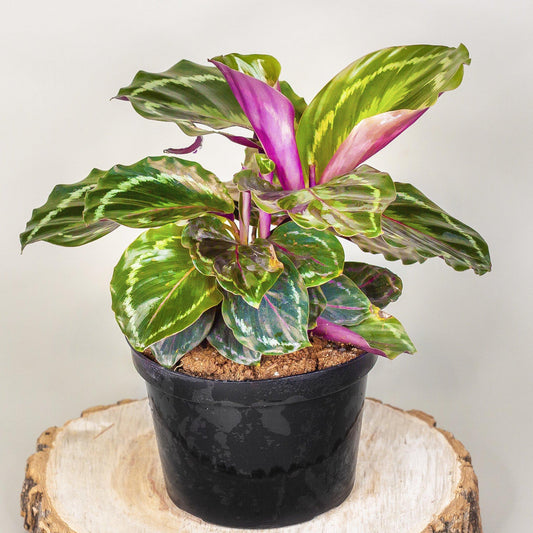 Calathea Lancifolia - View 1 from www redcrocus com