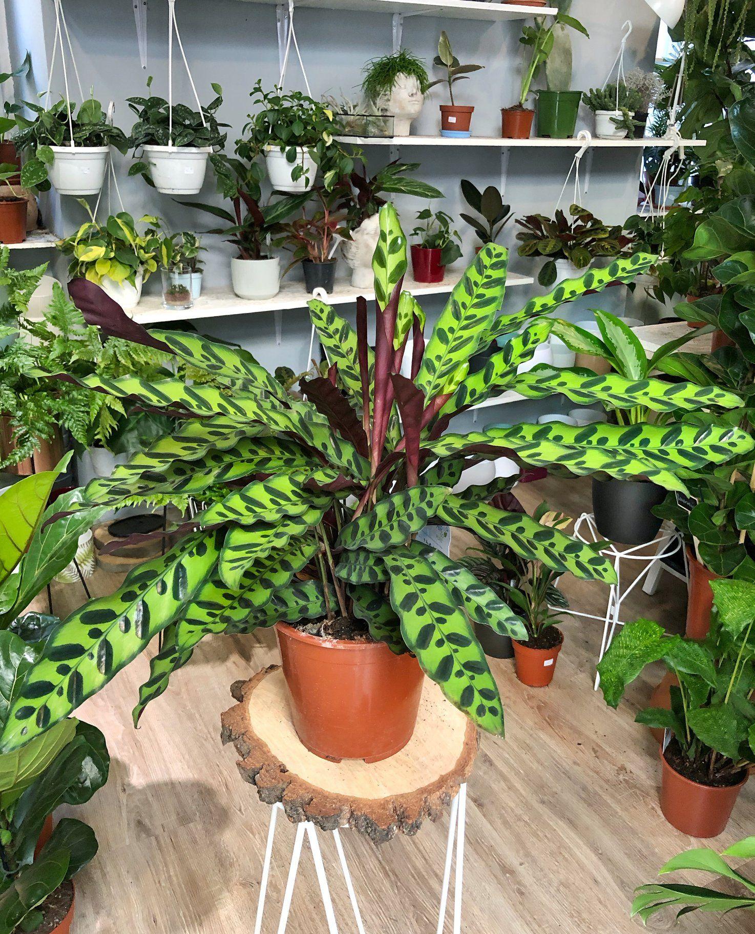 Calathea Lancifolia - View 8 from www redcrocus com