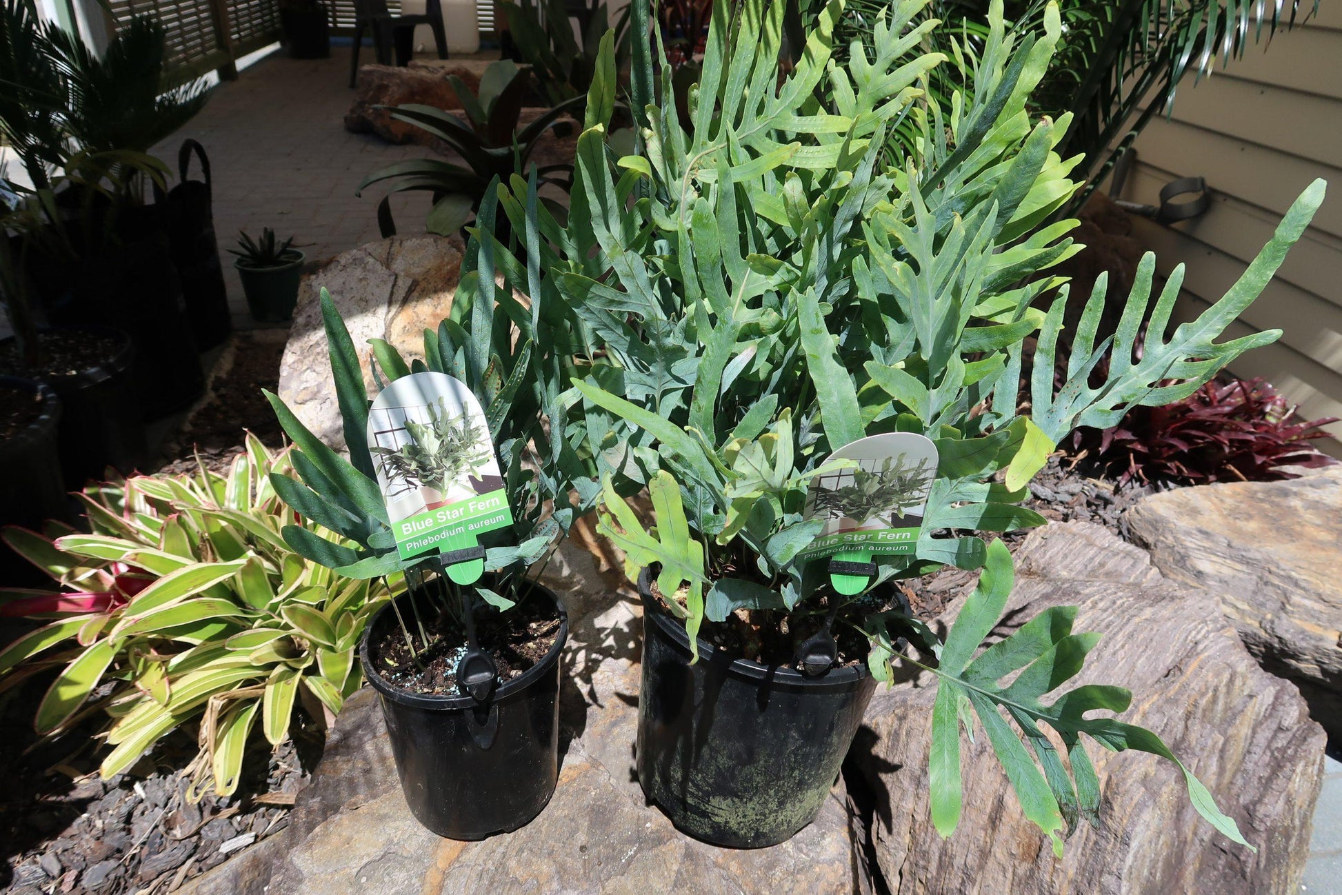 Fern Phlebodium Assorted - View 11 from www redcrocus com