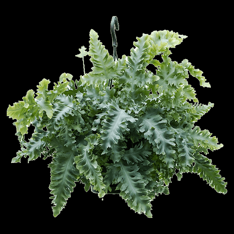 Fern Phlebodium Assorted - View 12 from www redcrocus com