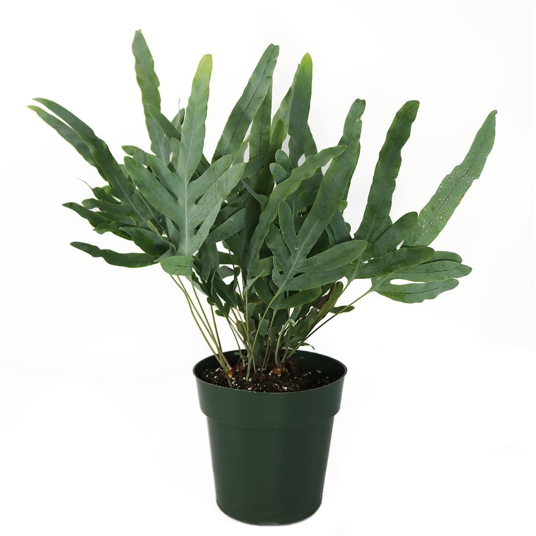 Fern Phlebodium Assorted - View 13 from www redcrocus com