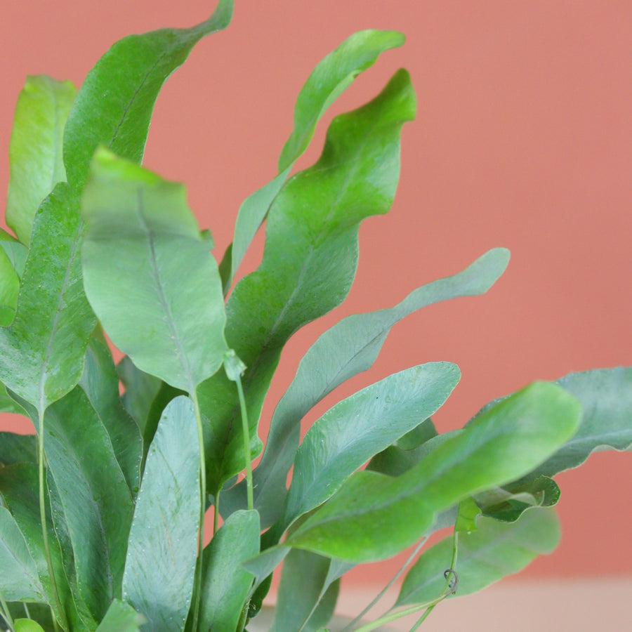 Fern Phlebodium Assorted - View 14 from www redcrocus com