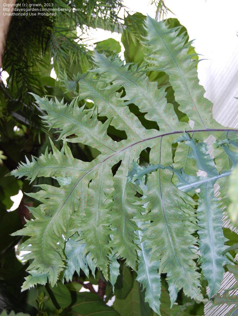 Fern Phlebodium Assorted - View 15 from www redcrocus com