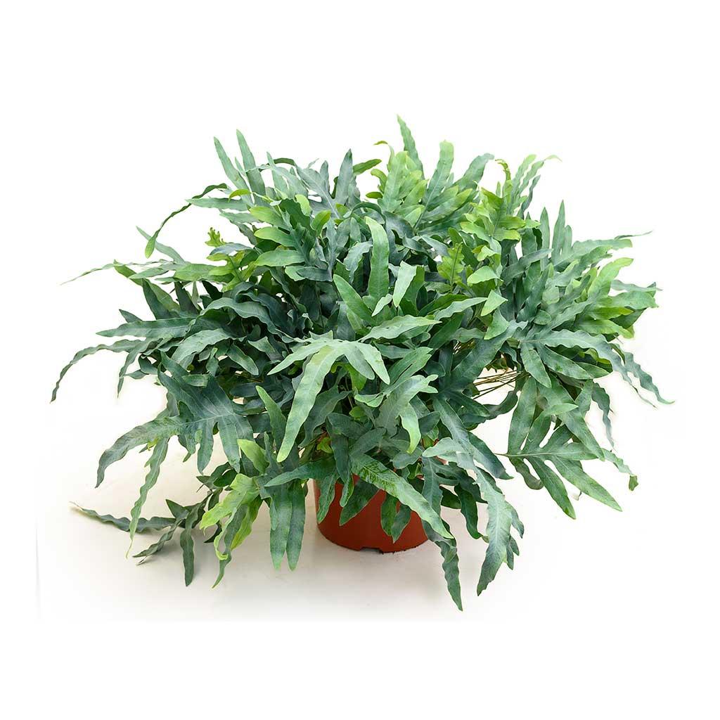 Fern Phlebodium Assorted - View 17 from www redcrocus com
