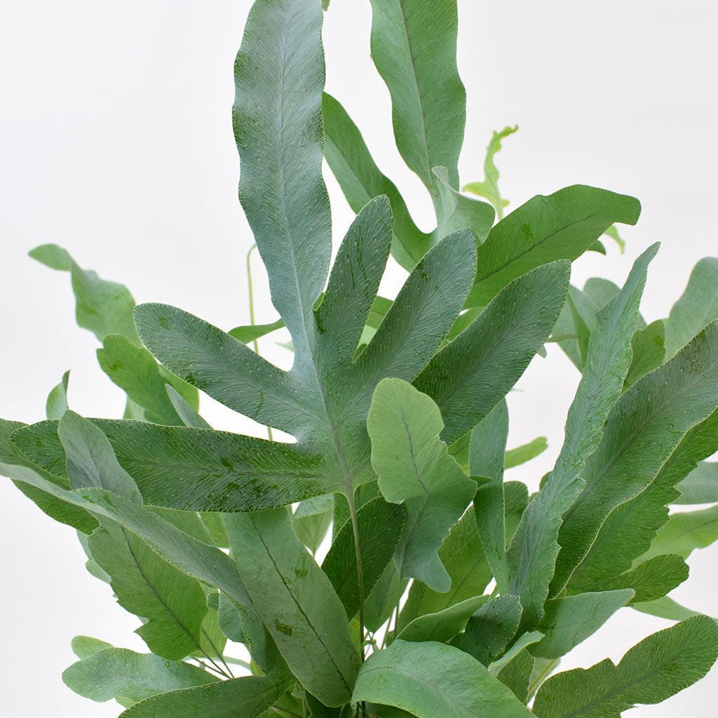 Fern Phlebodium Assorted - View 18 from www redcrocus com