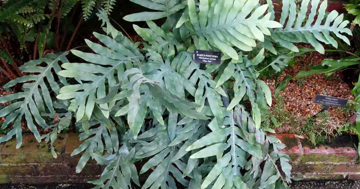 Fern Phlebodium Assorted - View 1 from www redcrocus com
