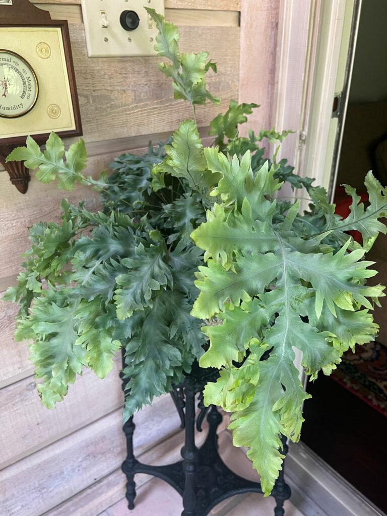 Fern Phlebodium Assorted - View 2 from www redcrocus com