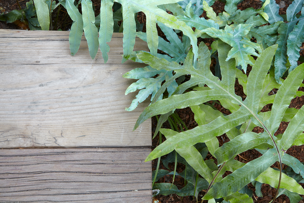 Fern Phlebodium Assorted - View 5 from www redcrocus com