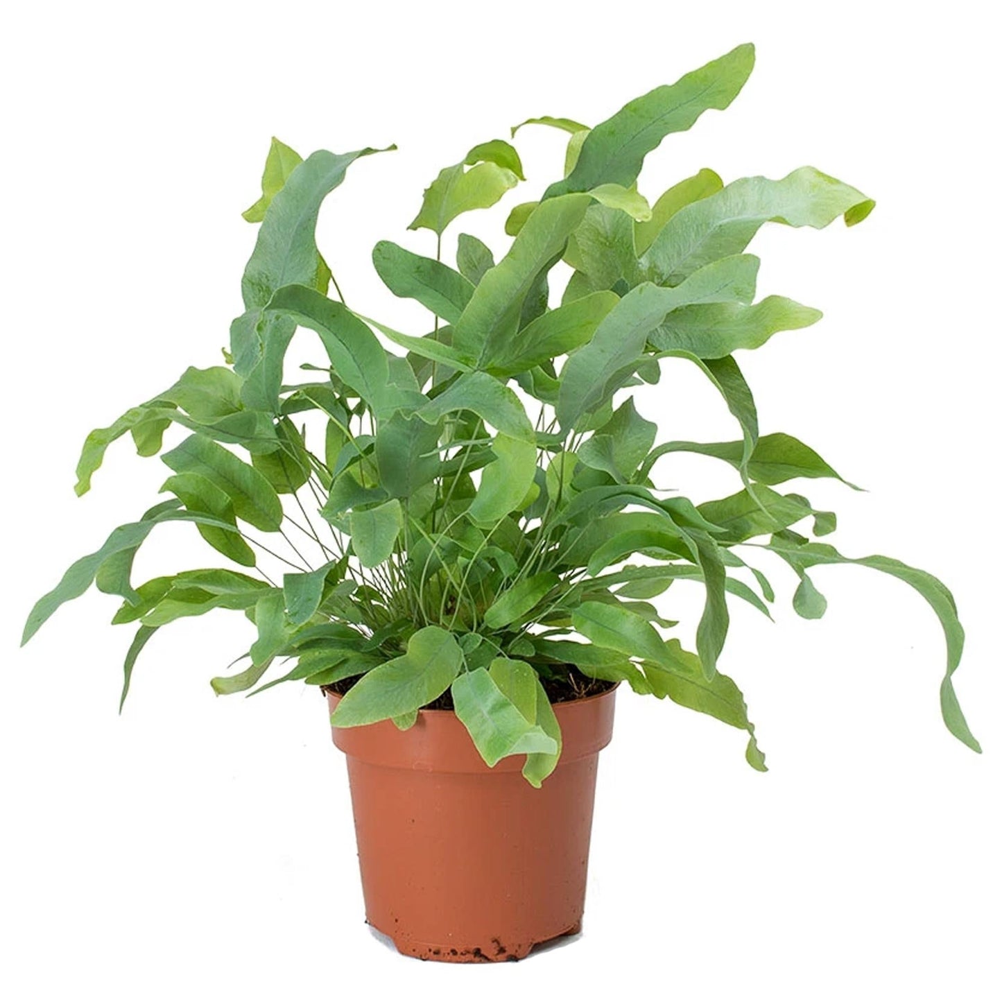 Fern Phlebodium Assorted - View 6 from www redcrocus com