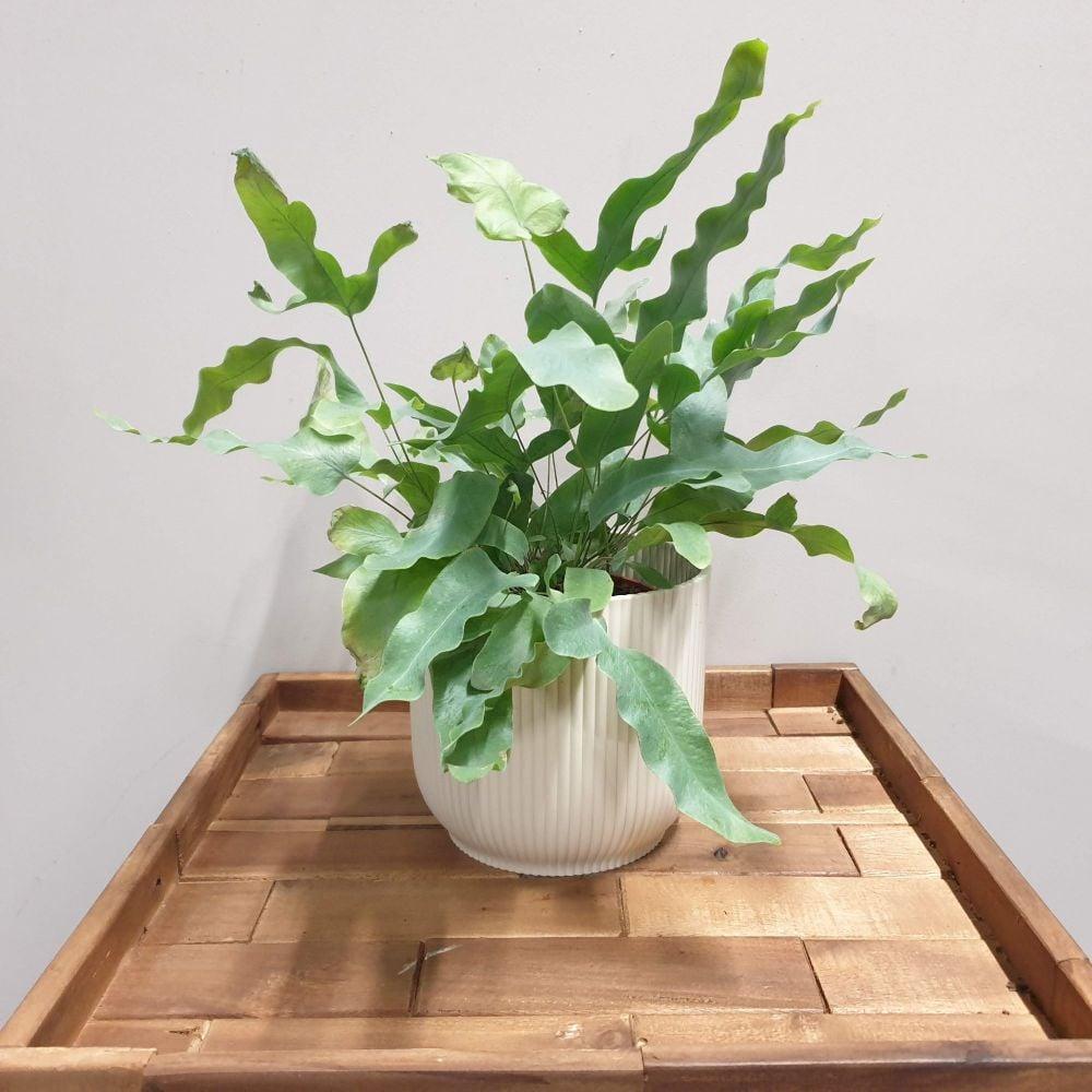 Fern Phlebodium Assorted - View 7 from www redcrocus com