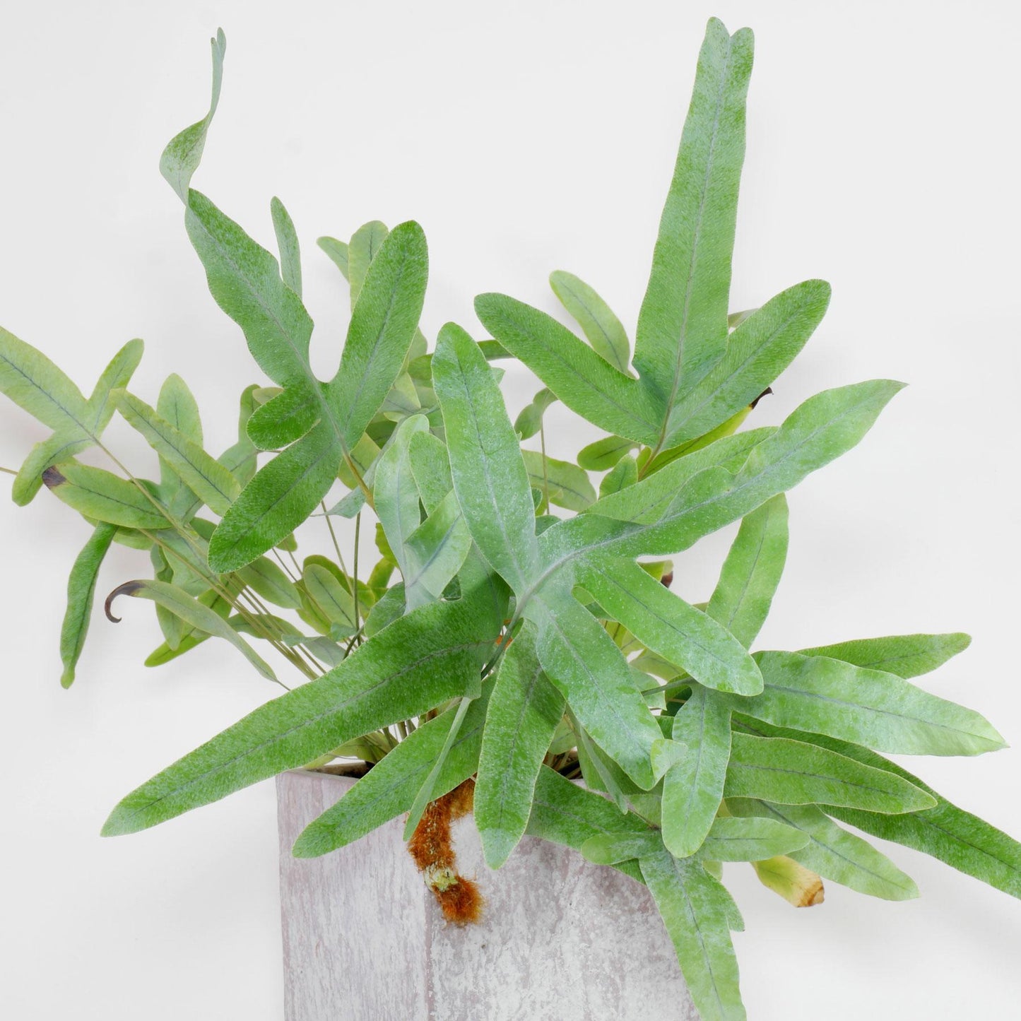 Fern Phlebodium Assorted - View 8 from www redcrocus com