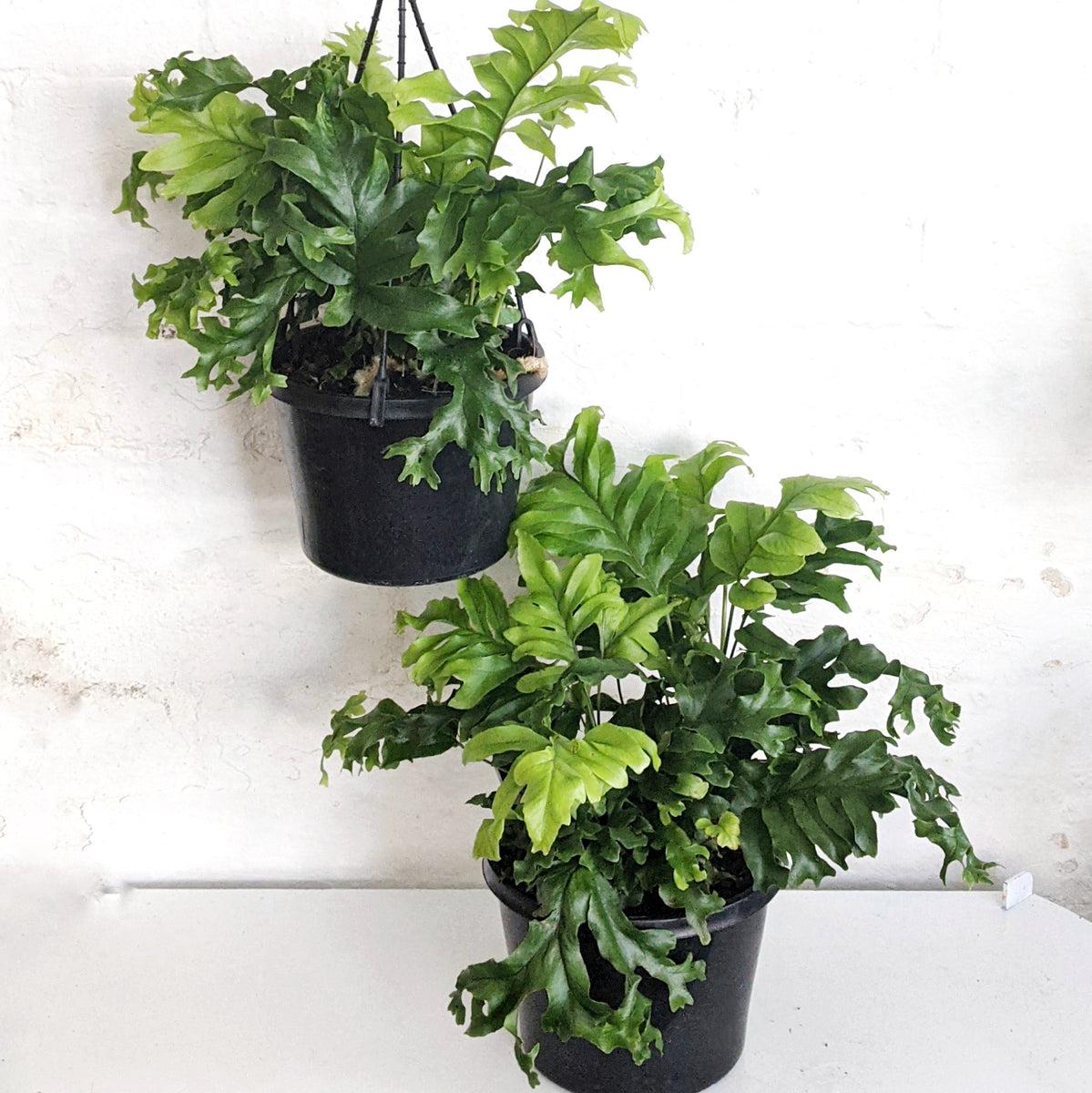 Fern Phlebodium Assorted - View 9 from www redcrocus com