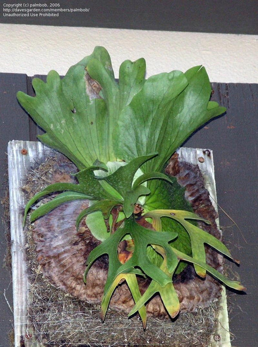 Fern Platycerium Assorted - View 10 from www redcrocus com