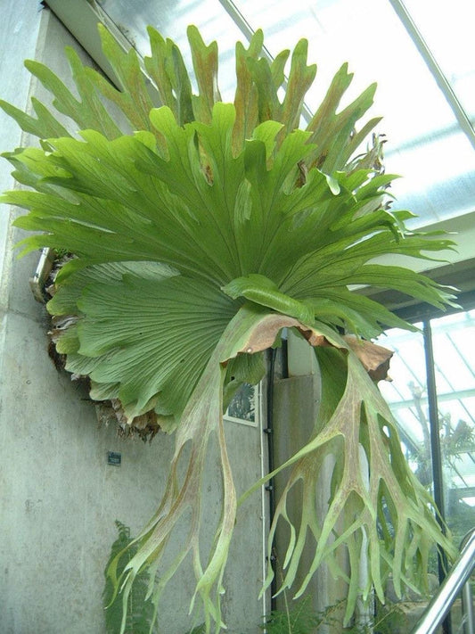 Fern Platycerium Assorted - View 11 from www redcrocus com