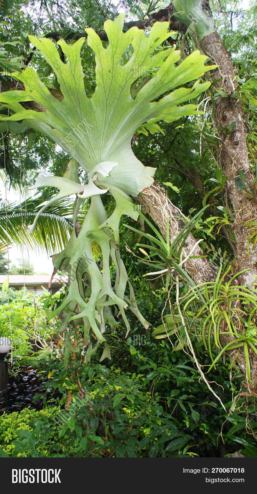 Fern Platycerium Assorted - View 15 from www redcrocus com
